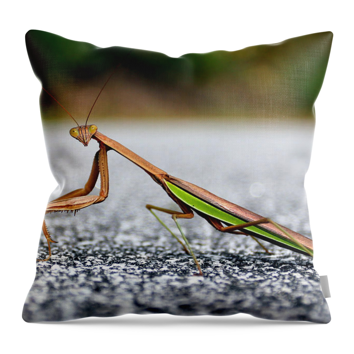 Insects Throw Pillow featuring the photograph Posing for the Camera by Jennifer Robin