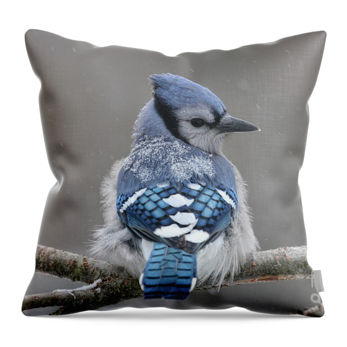 Blue Jay Throw Pillow featuring the photograph Posing in the Storm by Jayne Carney
