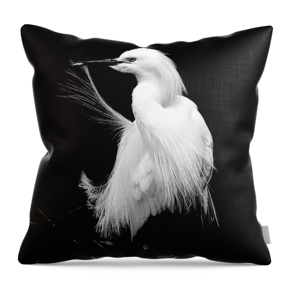 Snowy Egret Throw Pillow featuring the photograph Preening Egret by Jayne Carney