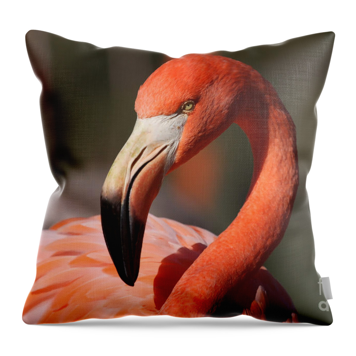 Flamingo Throw Pillow featuring the photograph Pretty Pose by Jayne Carney