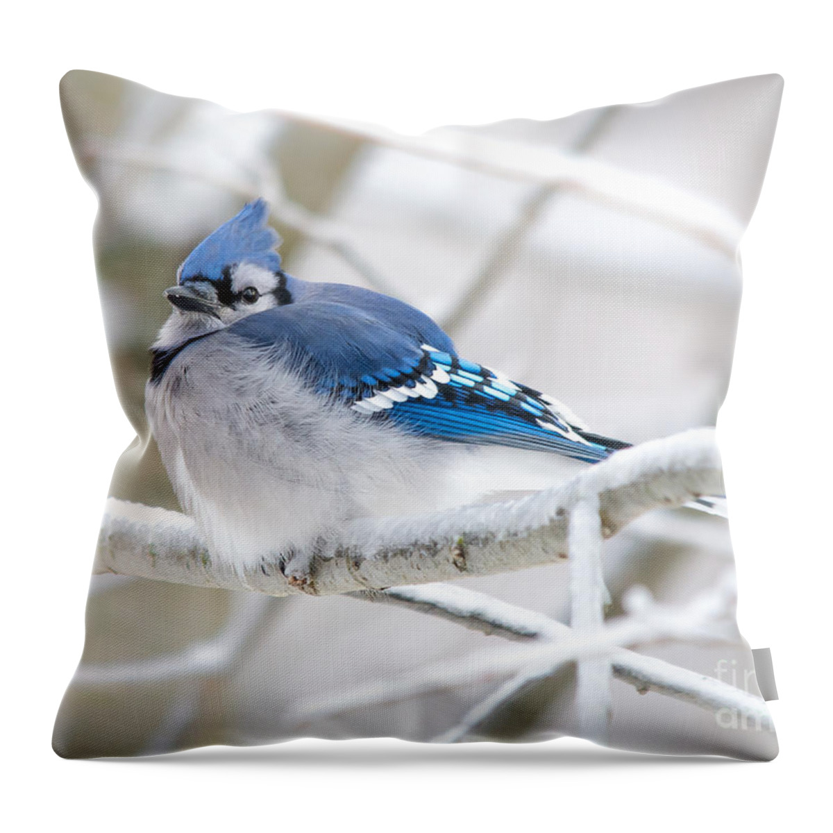 Bokeh Throw Pillow featuring the photograph Puffy Blue by Cheryl Baxter