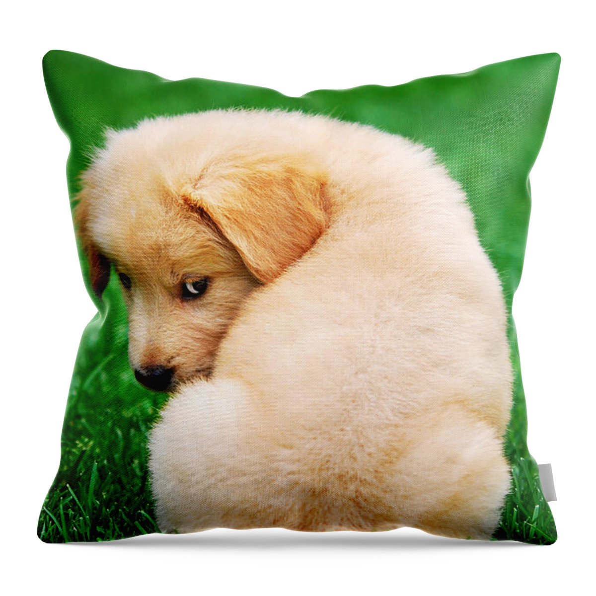 Golden Retriever Throw Pillow featuring the photograph Puppy Love by Christina Rollo