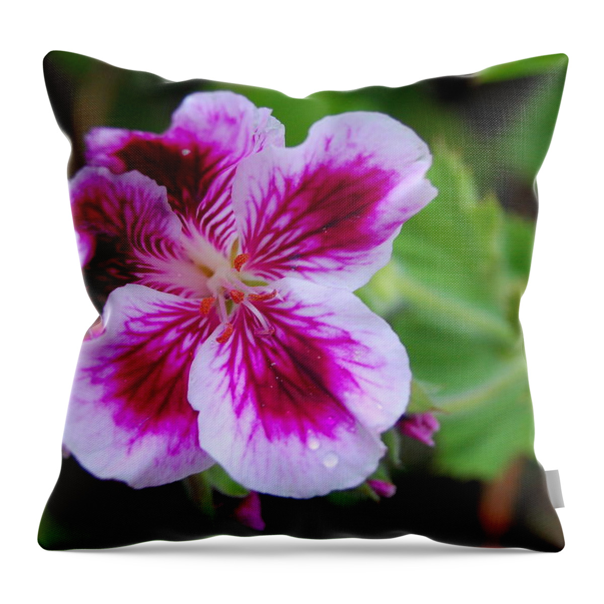 Flower Throw Pillow featuring the photograph Purple and White Flowers by Amy Fose