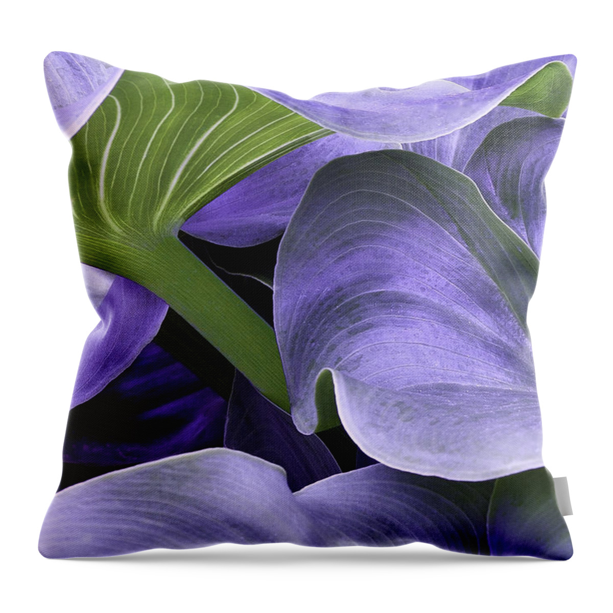 Calla Lily Throw Pillow featuring the photograph Purple Calla Lily Bush by Richard J Thompson