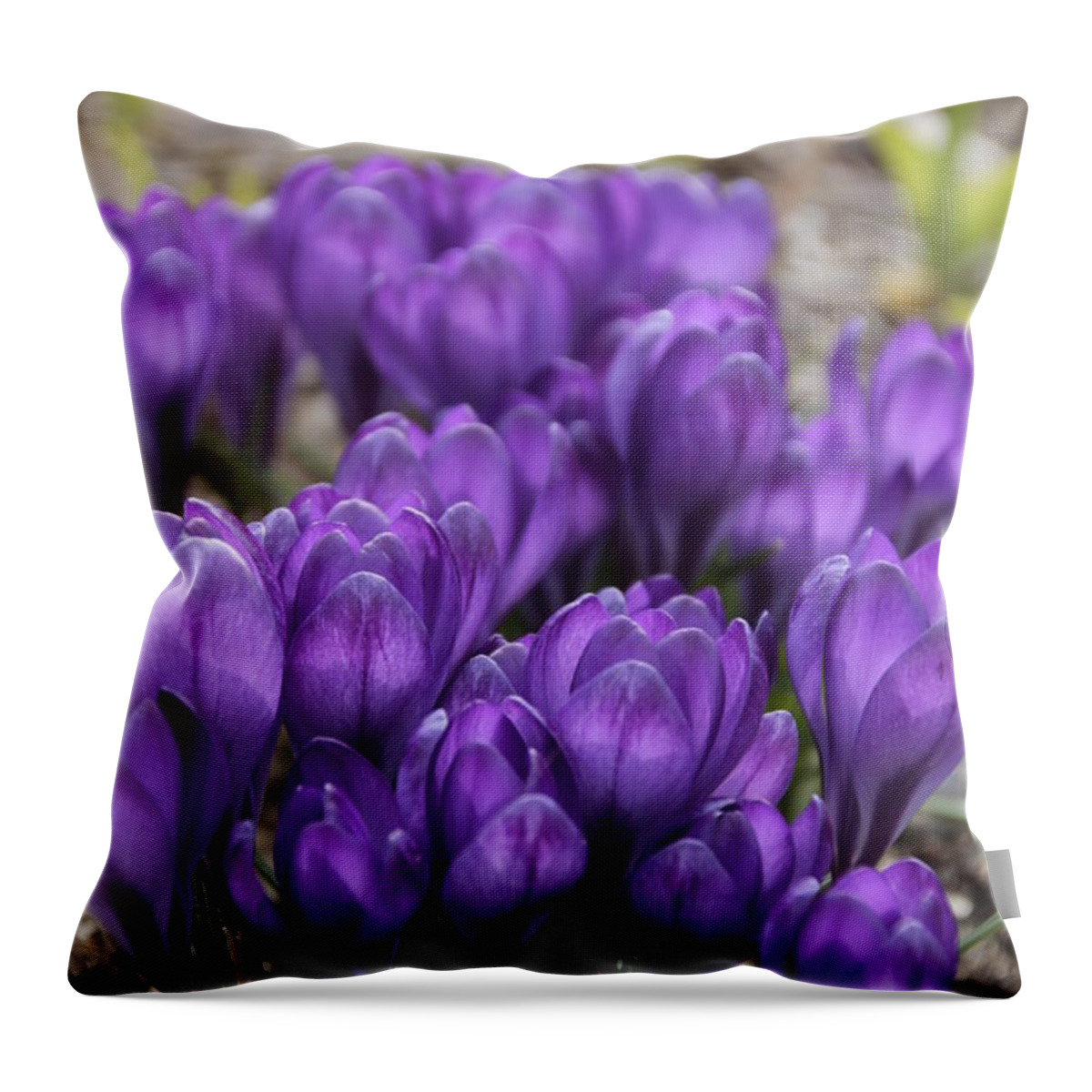Springtime Throw Pillow featuring the photograph Purple crocus Flowers by Valerie Collins