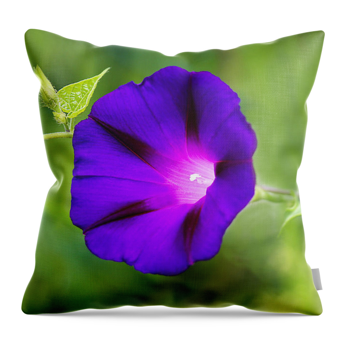 Purple Throw Pillow featuring the photograph Purple Morning Glory by Marina Kojukhova