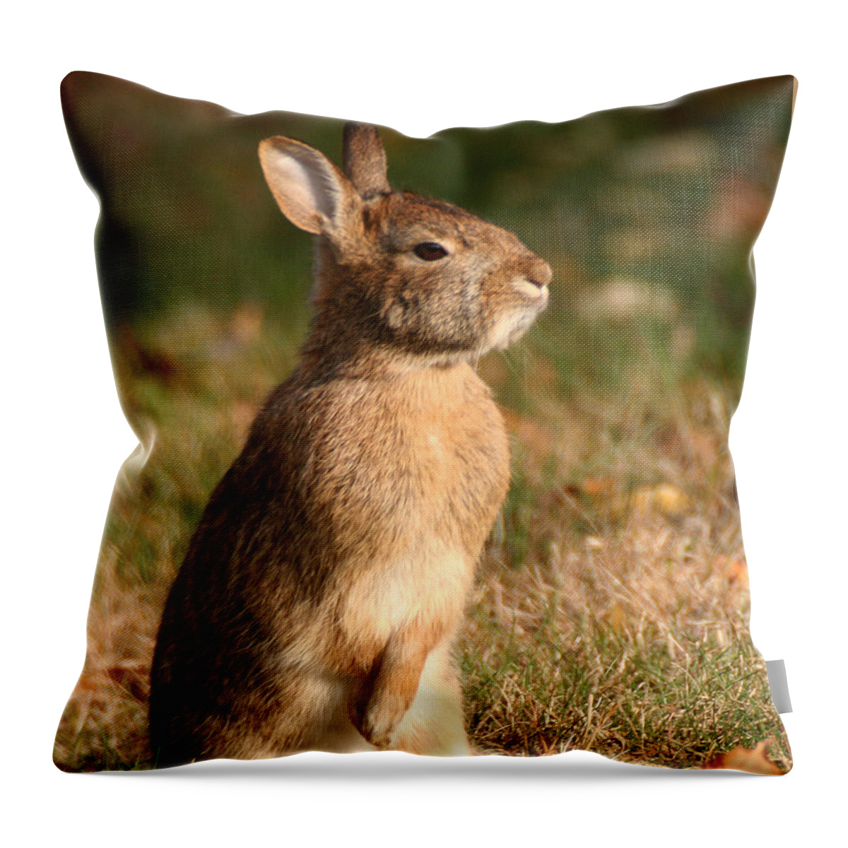 Wildlife Throw Pillow featuring the photograph Rabbit Standing in the Sun by William Selander