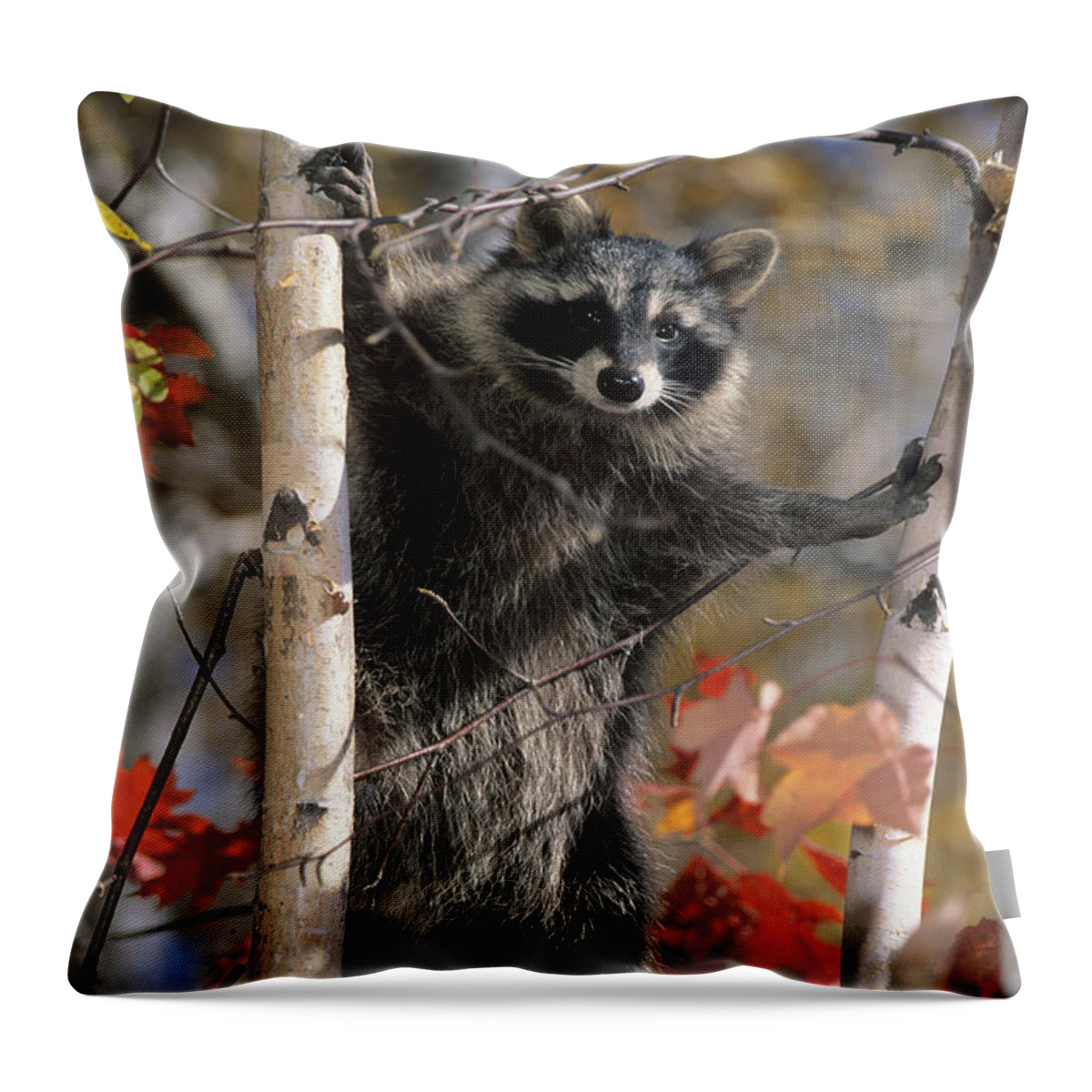 Racoon Throw Pillow featuring the photograph Racoon in Tree by Chris Scroggins
