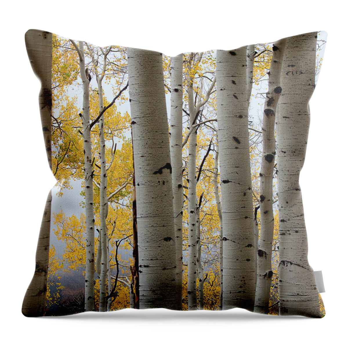 Autumn Colors Throw Pillow featuring the photograph Rainy Day Aspen by Jim Garrison
