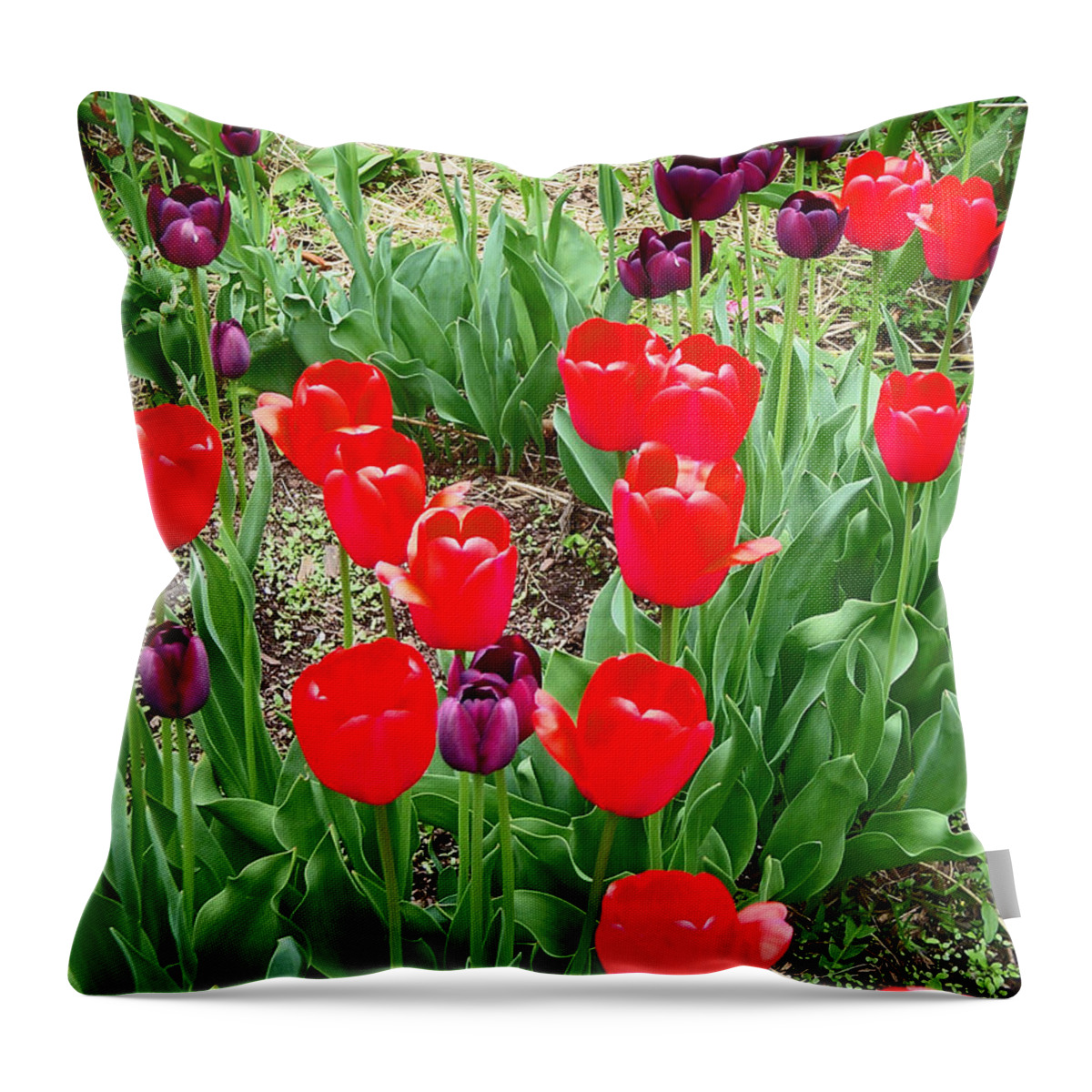 Red Tulips Throw Pillow featuring the photograph Red and Purple Tulips by Aimee L Maher ALM GALLERY