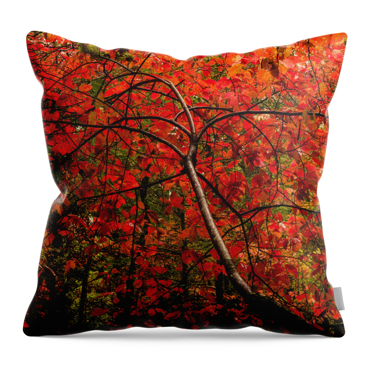 Red Throw Pillow featuring the photograph Red by Chad Dutson