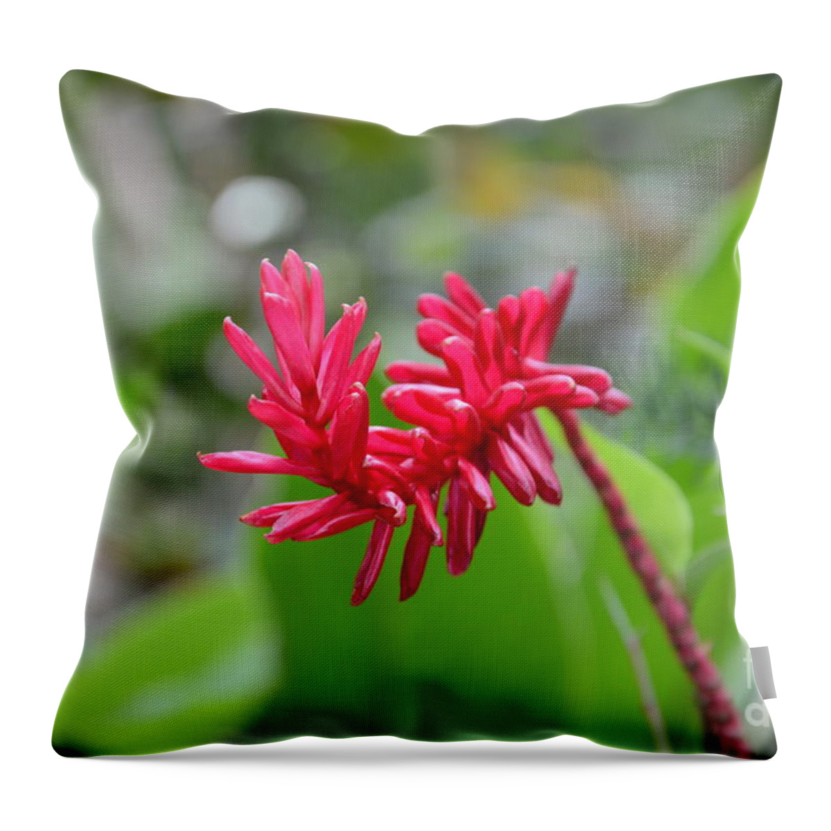 Red Ginger Throw Pillow featuring the photograph Red Ginger by Laurel Best