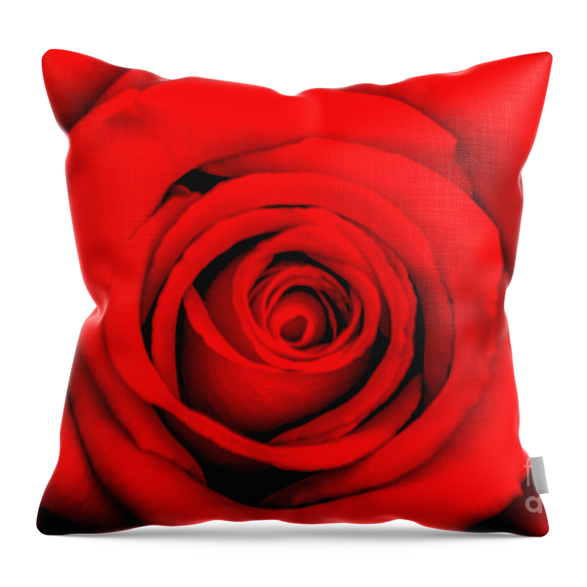 Spring Flowers Throw Pillow featuring the photograph Red Rose 1 by Az Jackson