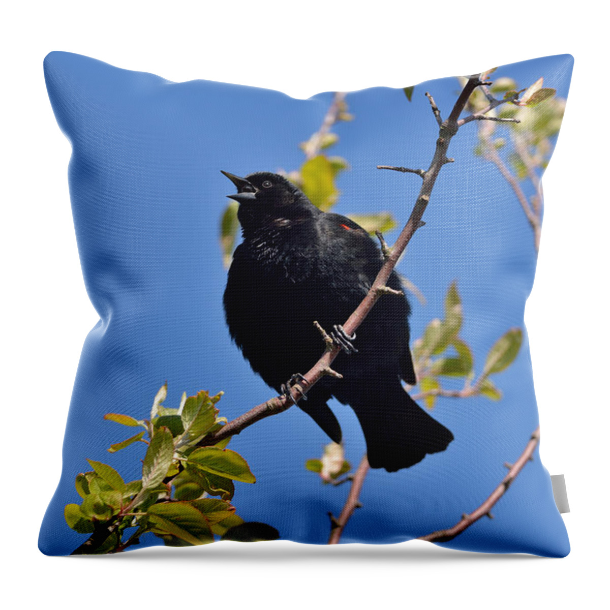 Red Winged Blackbird Throw Pillow featuring the photograph Red Winged Blackbird by Kathy King