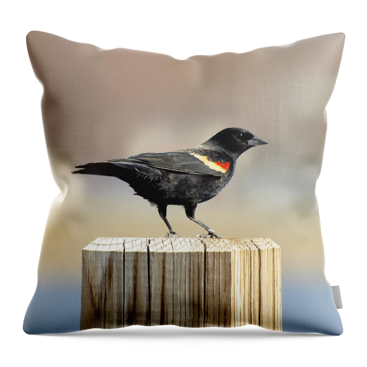Red Winged Blackbird Throw Pillow featuring the photograph Red Winged Blackbird by Thomas Young