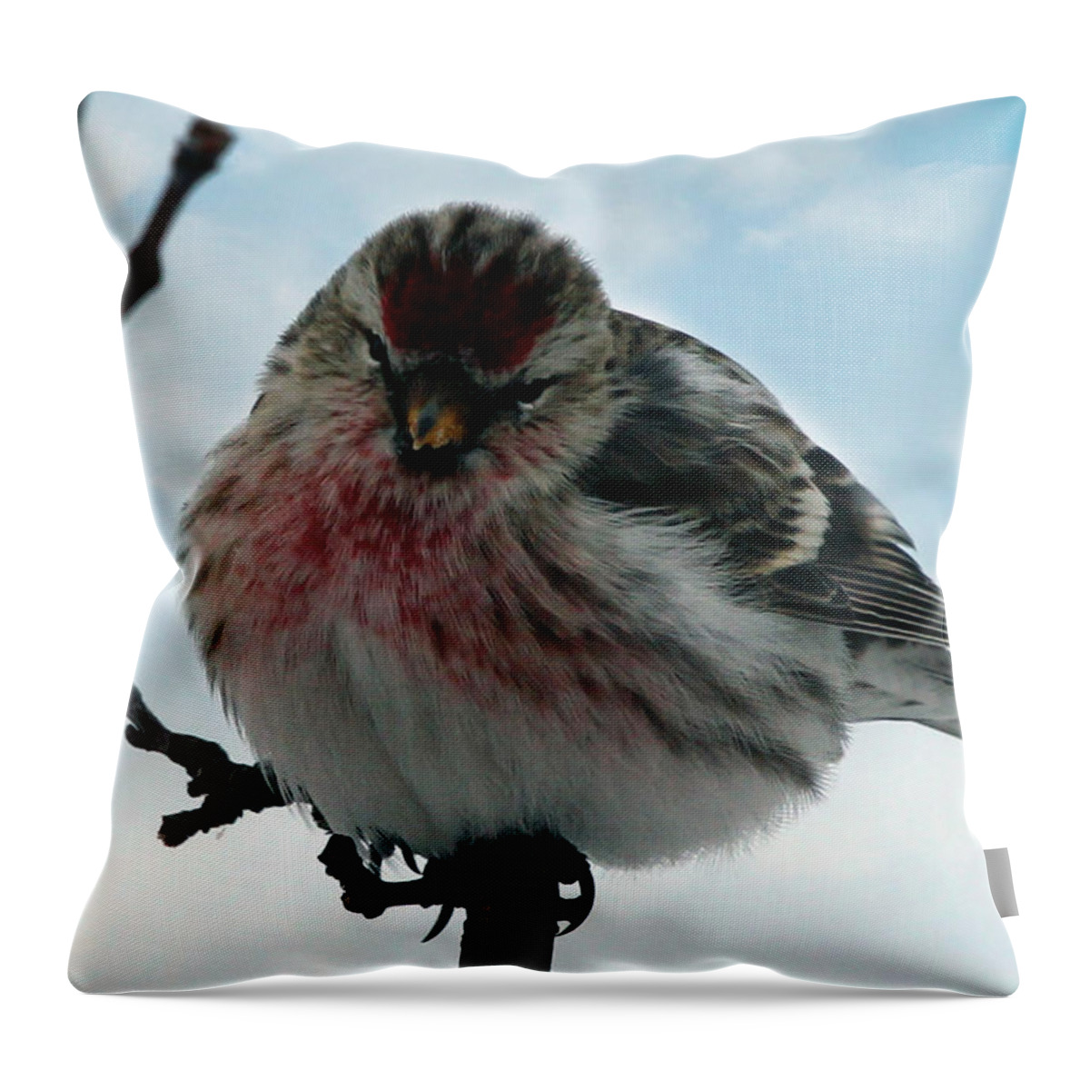 Redpoll Throw Pillow featuring the photograph Redpoll by Jackson Pearson