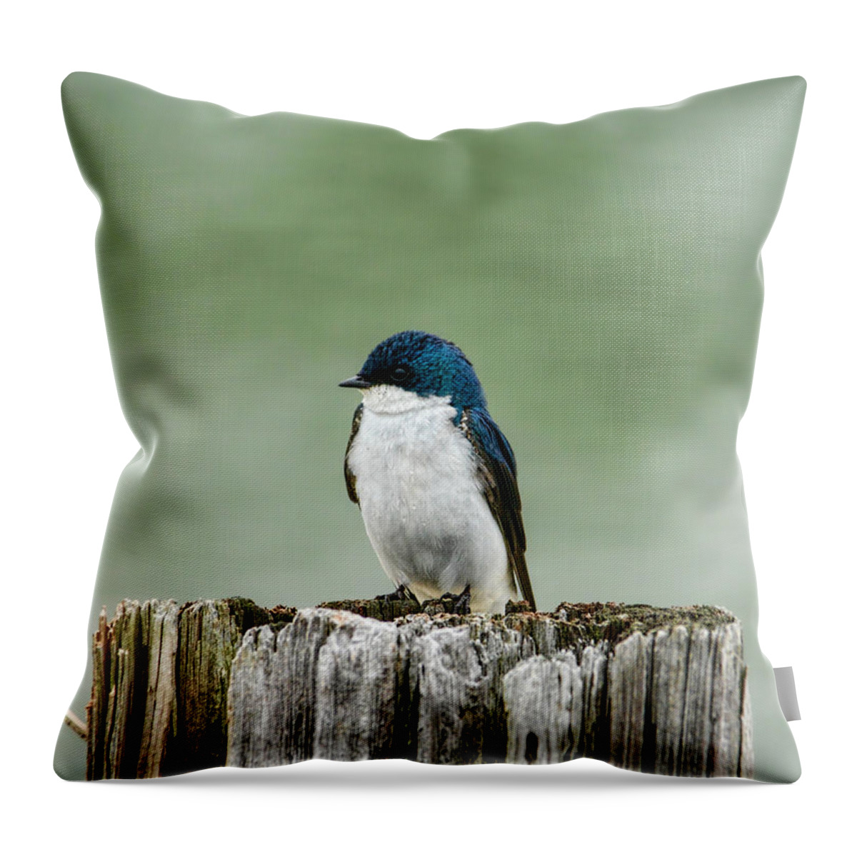 Bird Throw Pillow featuring the photograph Resting Swallow by Jai Johnson