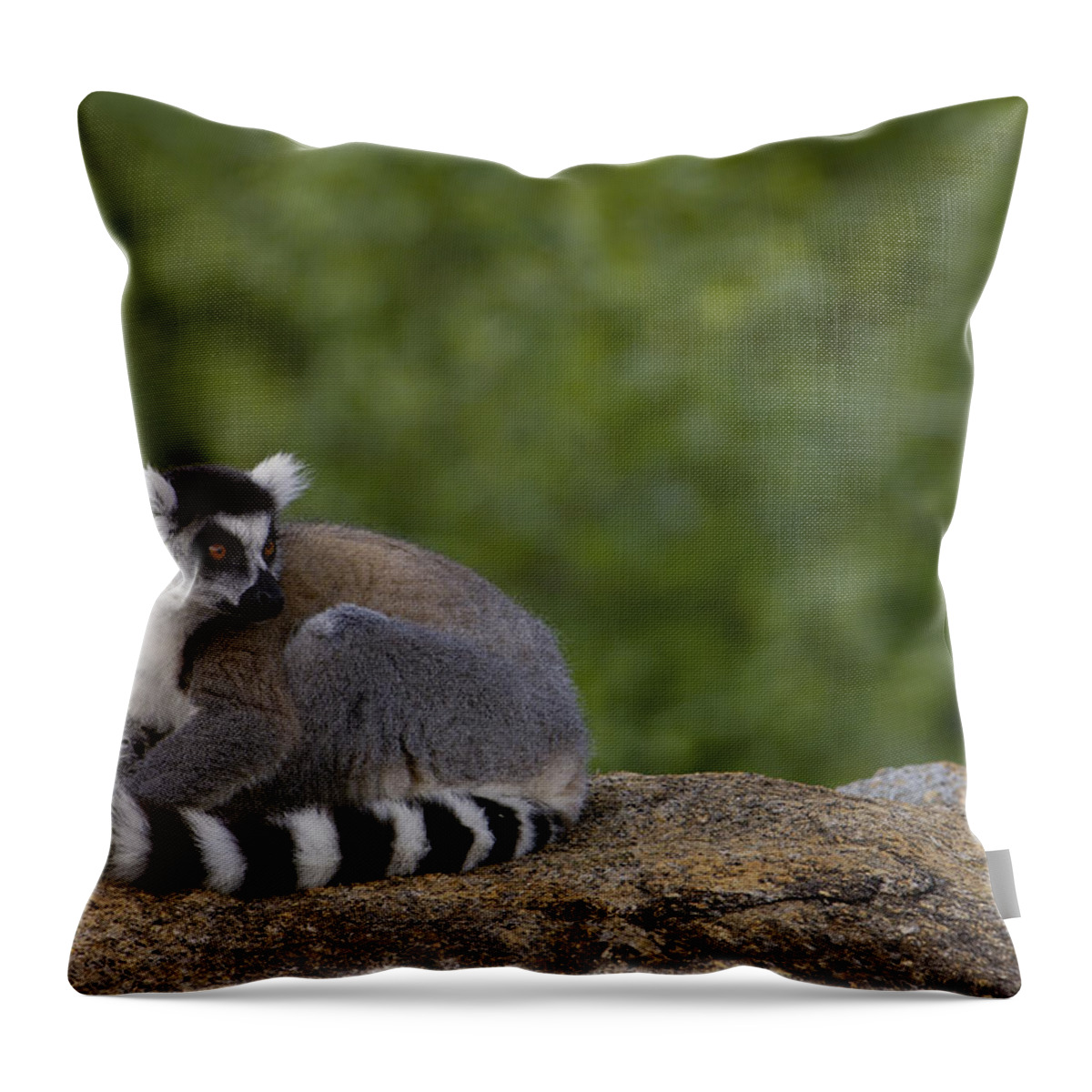 Feb0514 Throw Pillow featuring the photograph Ring-tailed Lemur Resting On Rocks by Pete Oxford
