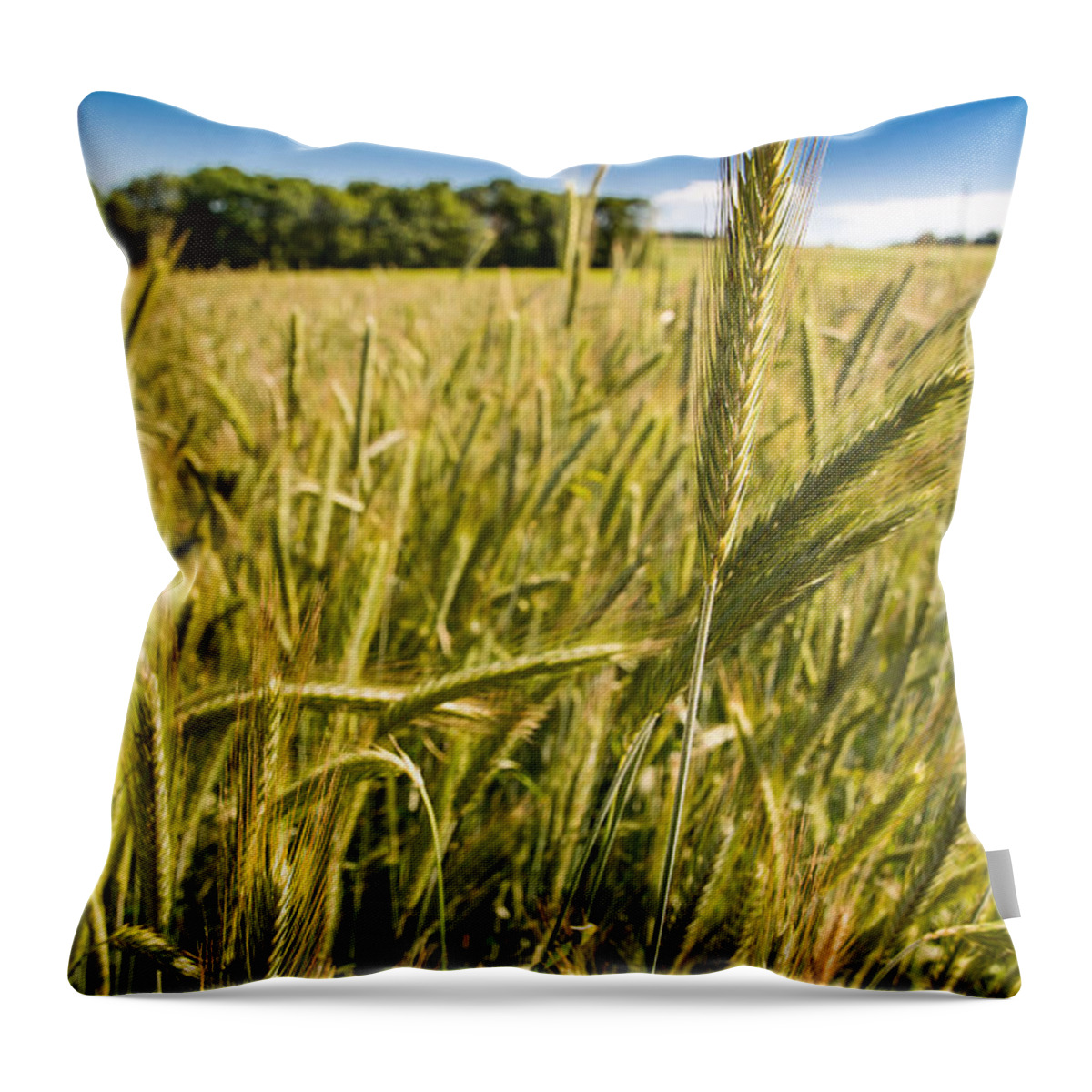 Corn Throw Pillow featuring the photograph Ripe Corn by Andreas Berthold