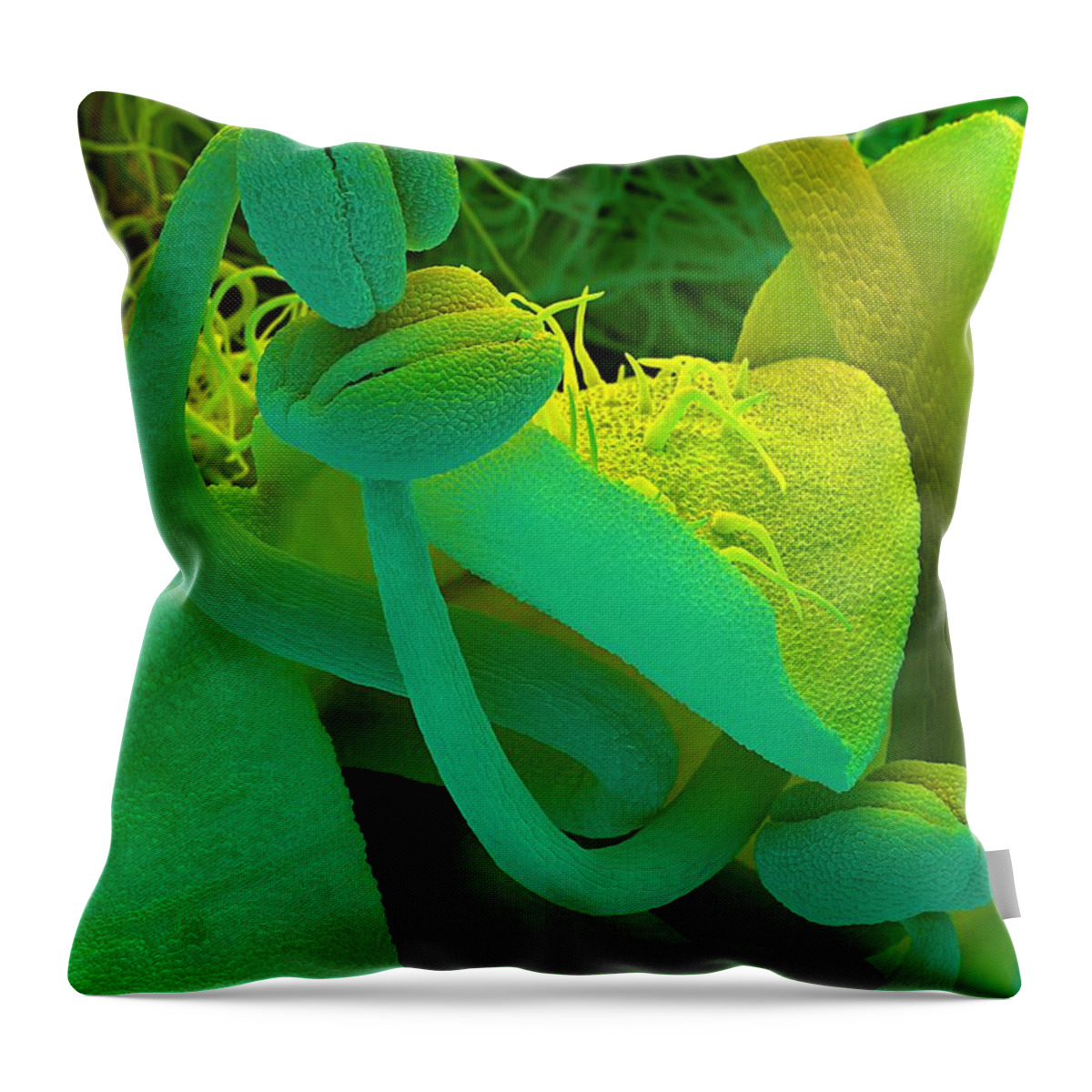 Rosemary Throw Pillow featuring the photograph Rosemary SEM by Spl