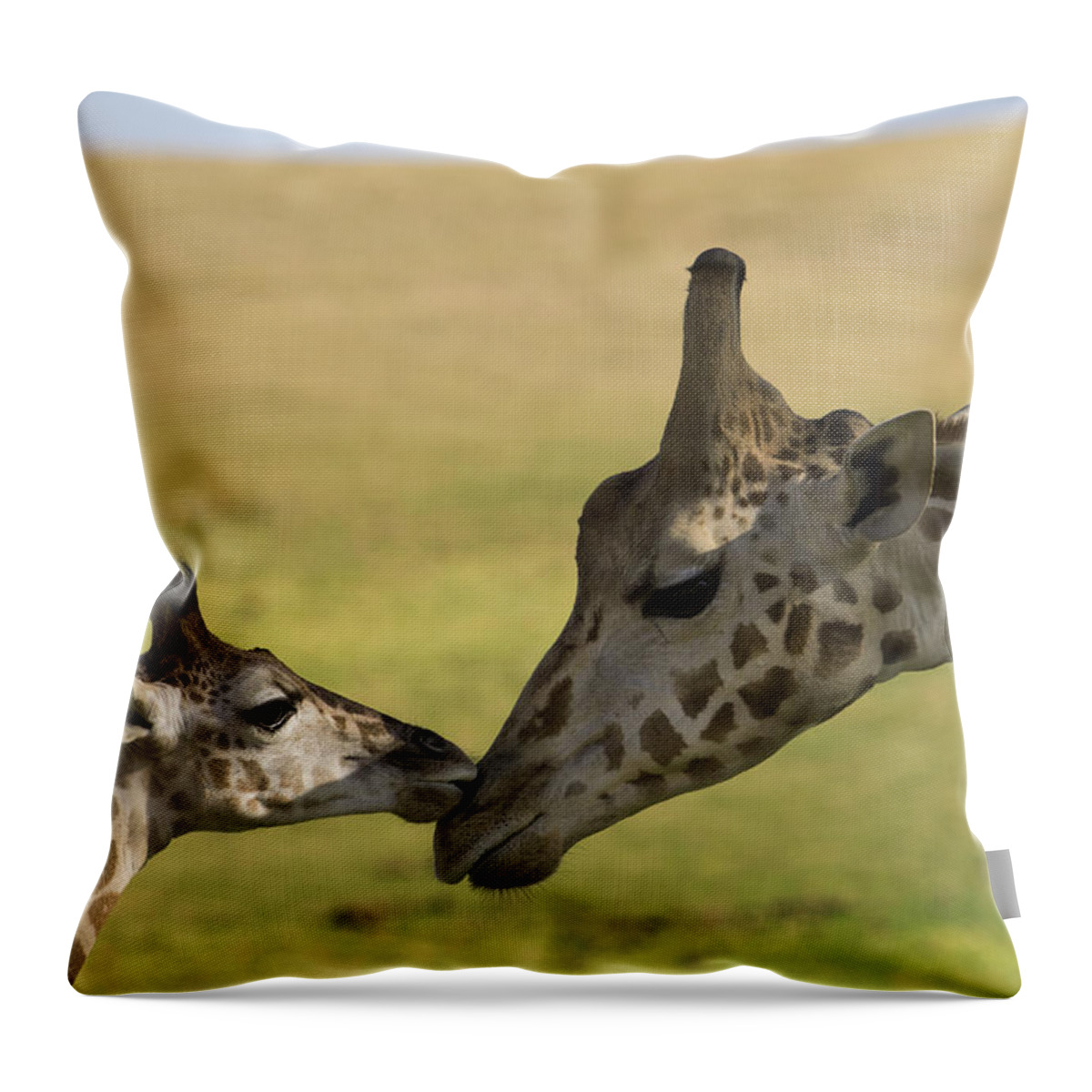 San Diego Zoo Throw Pillow featuring the photograph Rothschild Giraffe Male Calf Nuzzling by San Diego Zoo