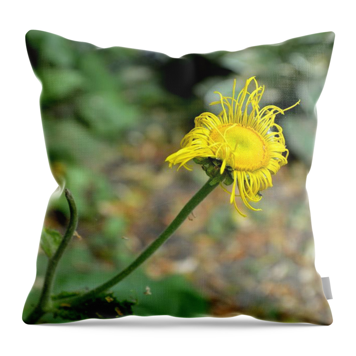 Yellow Flower Throw Pillow featuring the photograph Rough Night by Laureen Murtha Menzl