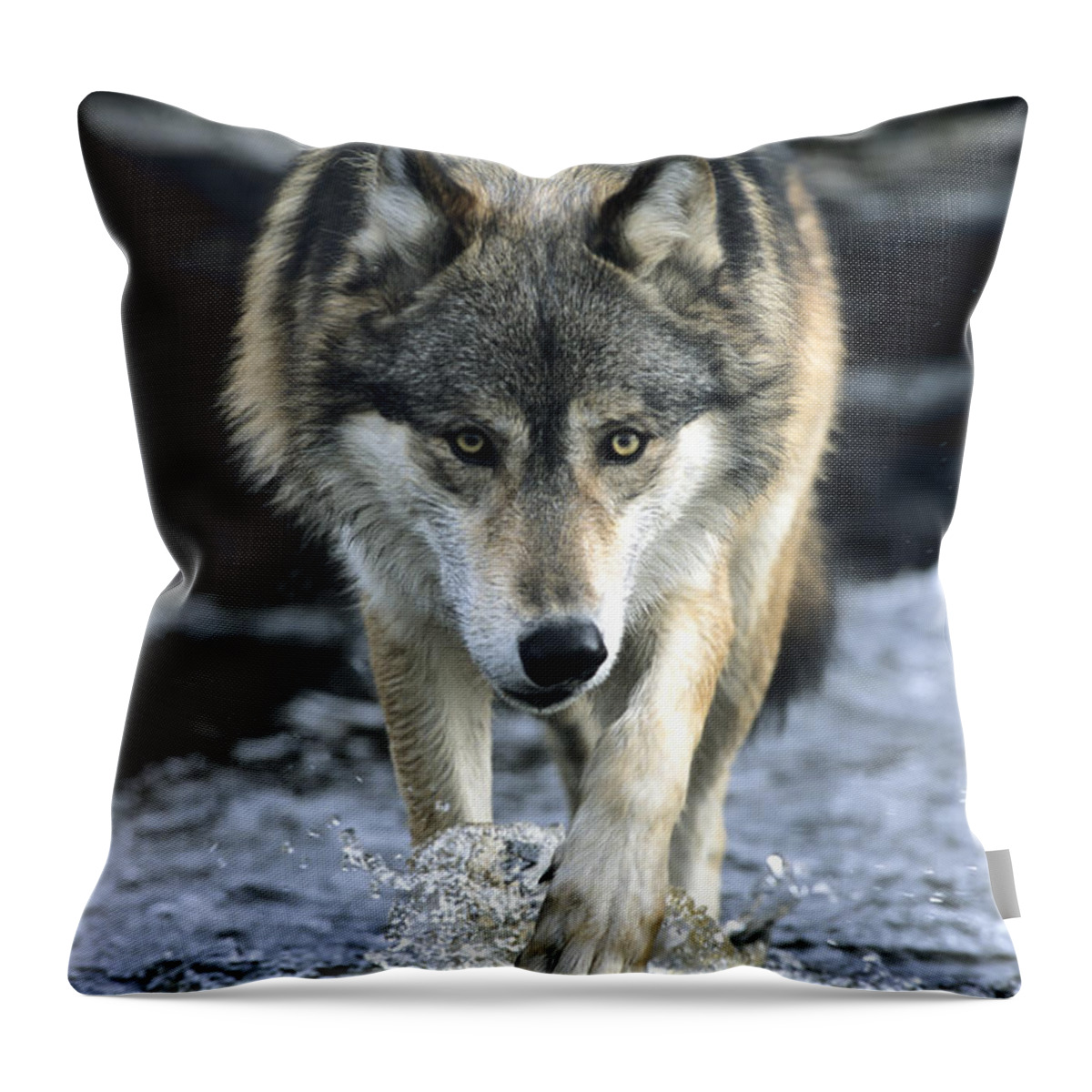 Wolf Throw Pillow featuring the photograph Running Wolf by Chris Scroggins