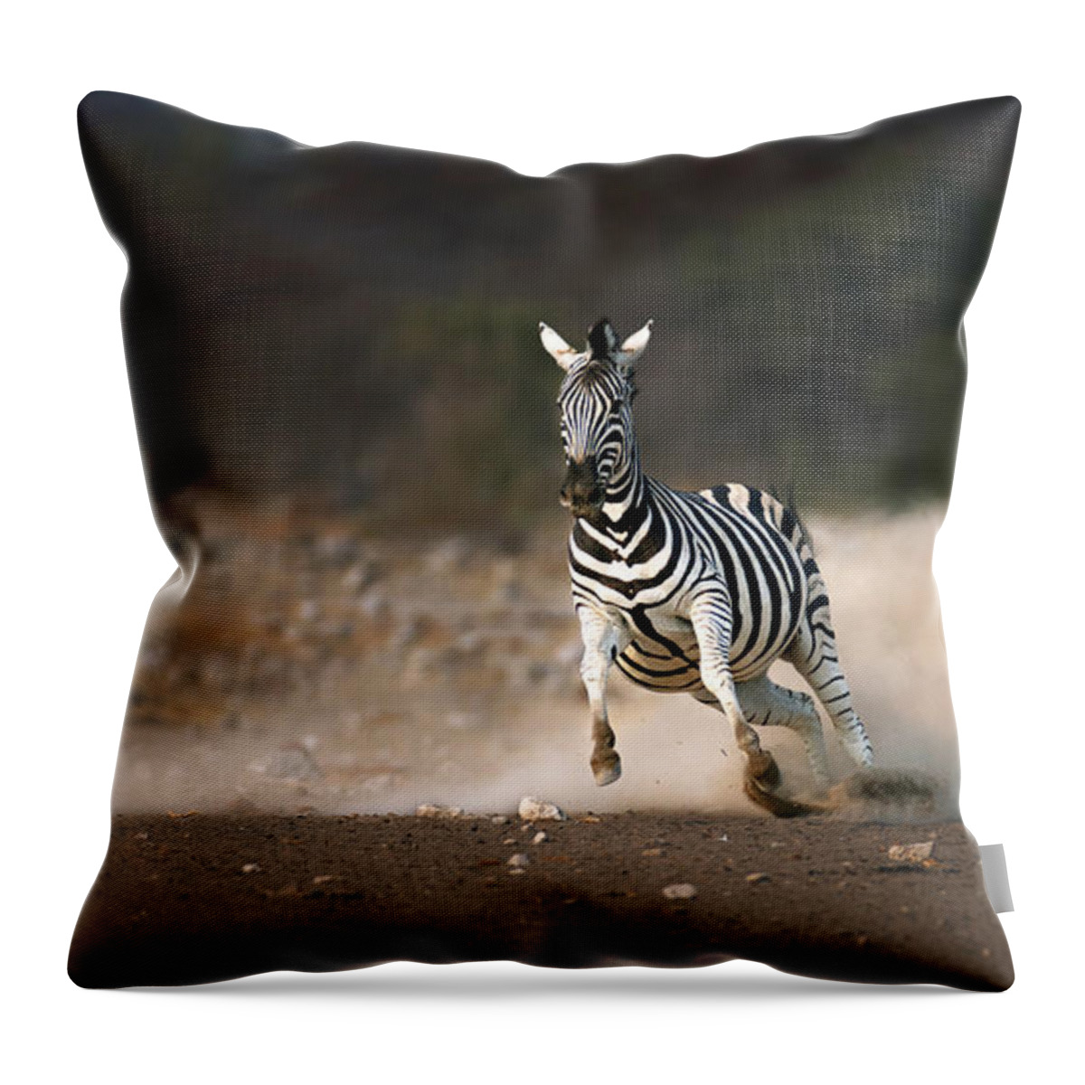Zebra Throw Pillow featuring the photograph Running Zebra by Johan Swanepoel