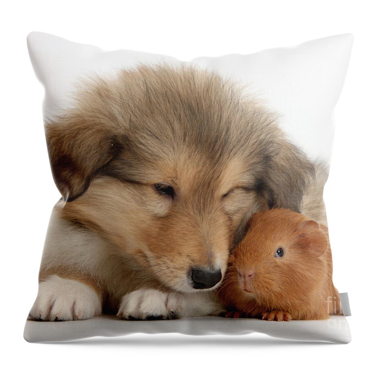 Ruby Cavalier King Charles Spaniel Pup Throw Pillow by Mark Taylor - Fine  Art America