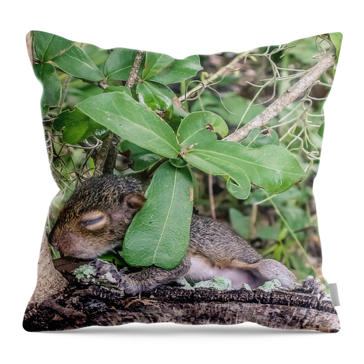 Adorable Throw Pillow featuring the photograph Sciurus carolinensis by Rob Sellers