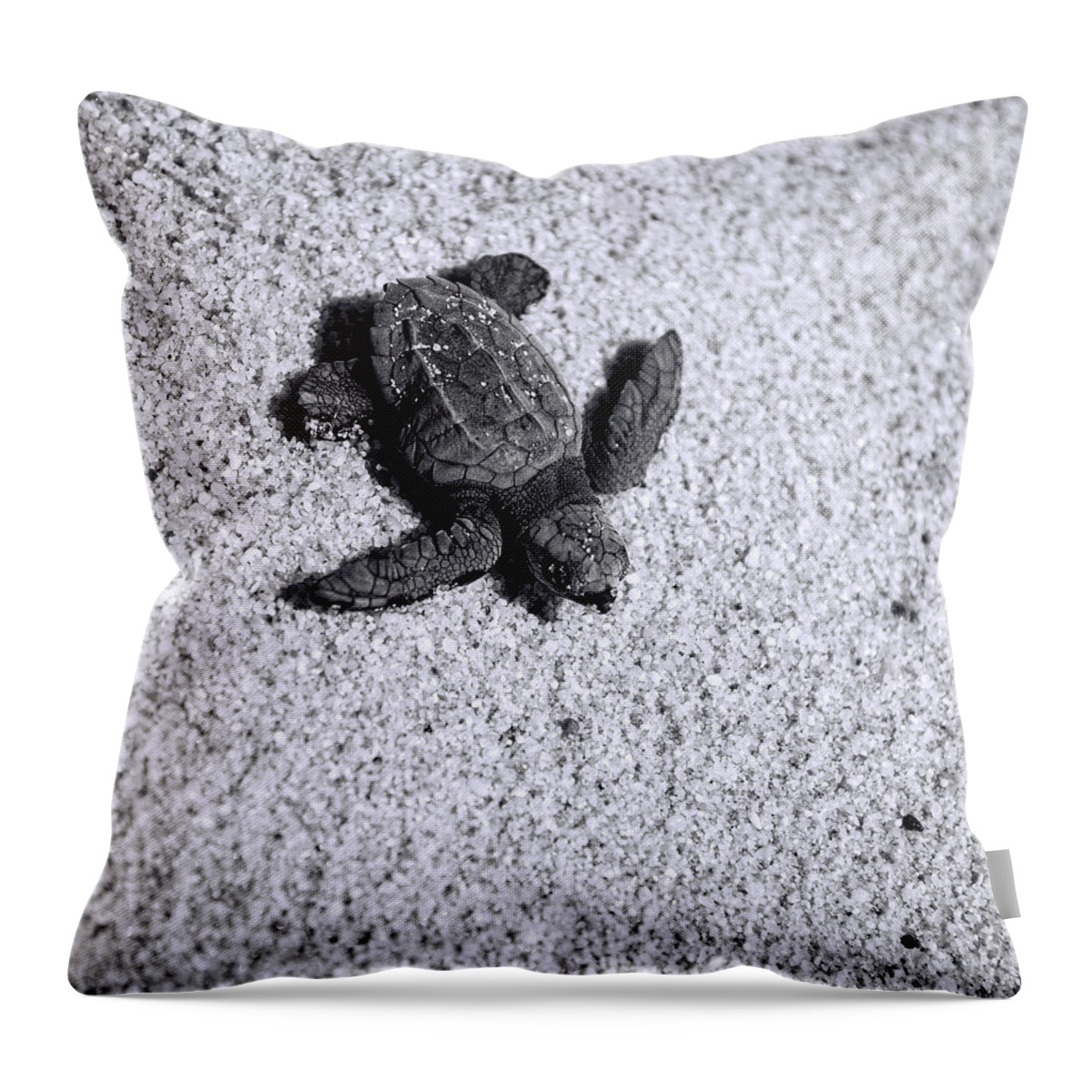 Los Cabos Throw Pillow featuring the photograph Sea Turtle in Black and White by Sebastian Musial