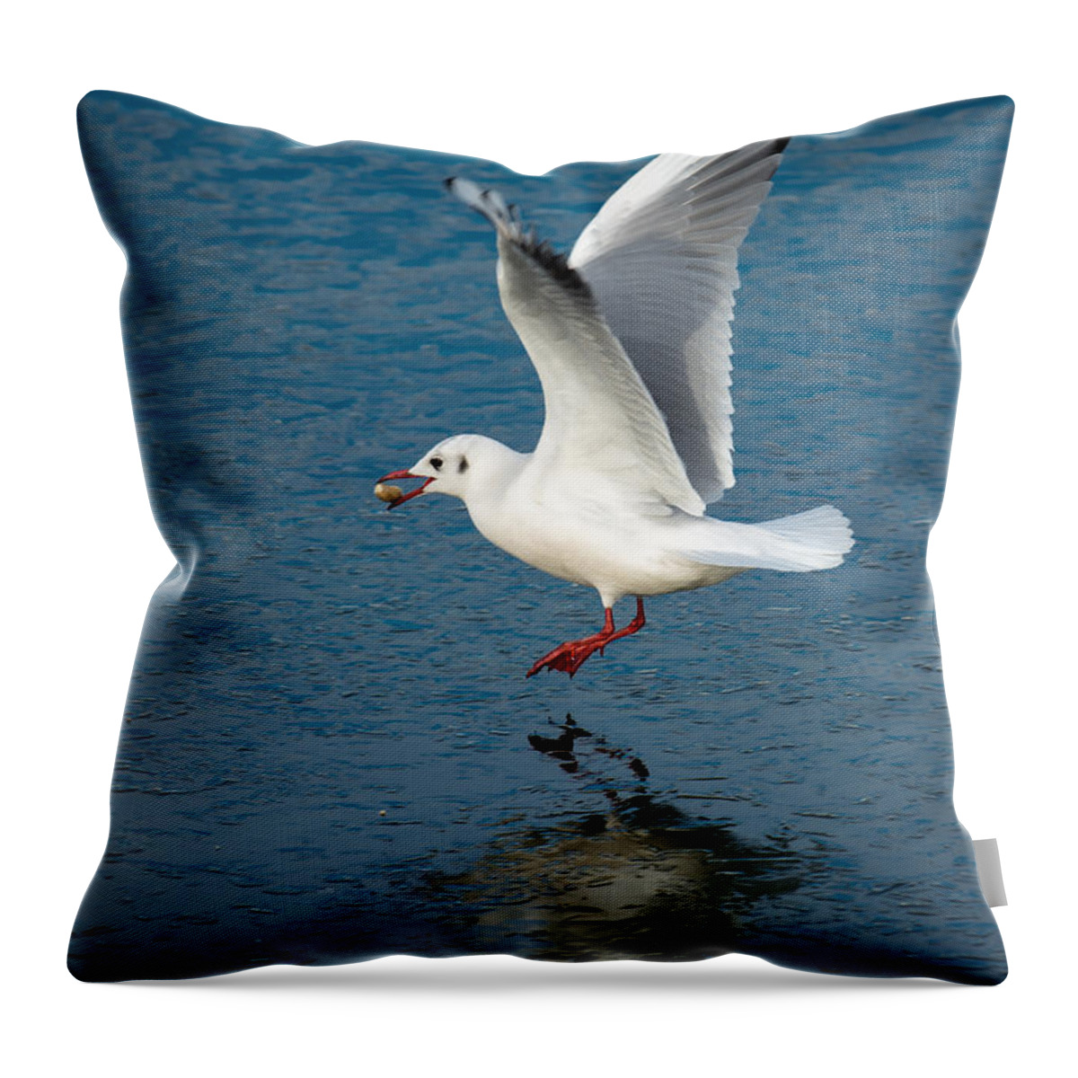 Seagull Throw Pillow featuring the photograph Seagull With Stone Above Frozen Lake by Andreas Berthold