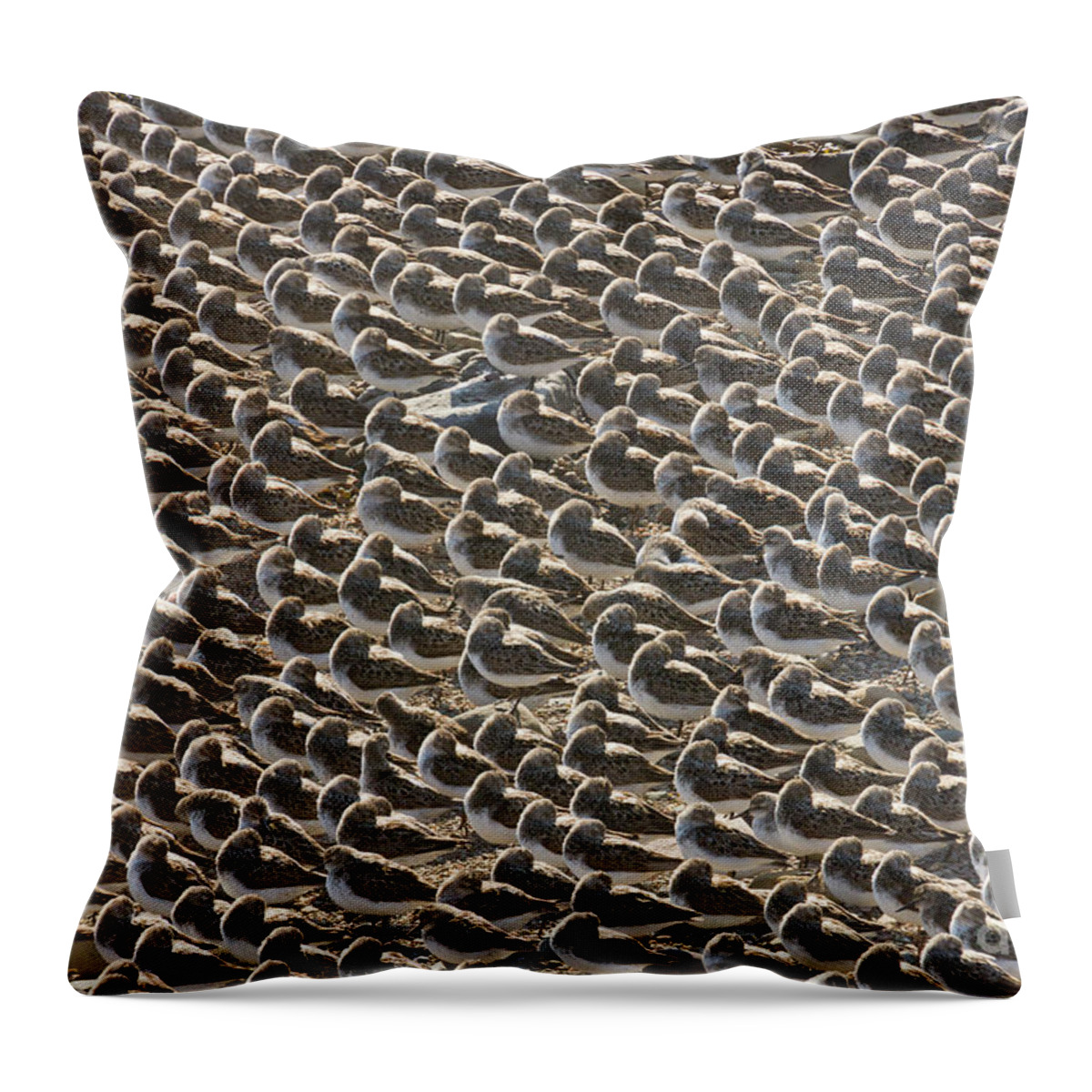 00536652 Throw Pillow featuring the photograph Semipalmated Sandpipers Sleeping by Yva Momatiuk John Eastcott