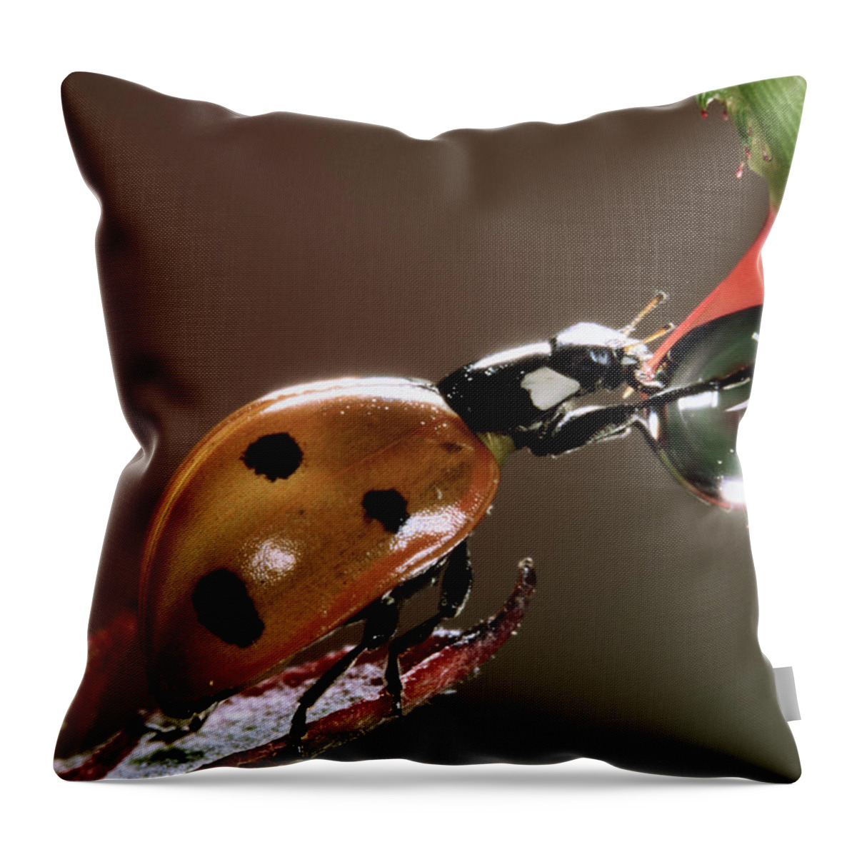 Nis Throw Pillow featuring the photograph Seven-spotted Ladybird Drinking by Jef Meul