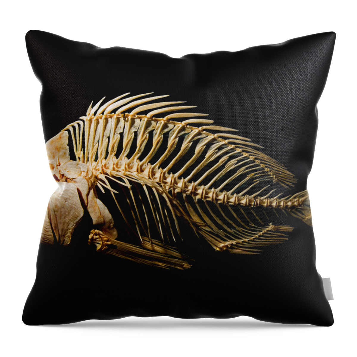 Animal Throw Pillow featuring the photograph Sheepshead Fish Skeleton by Millard H. Sharp