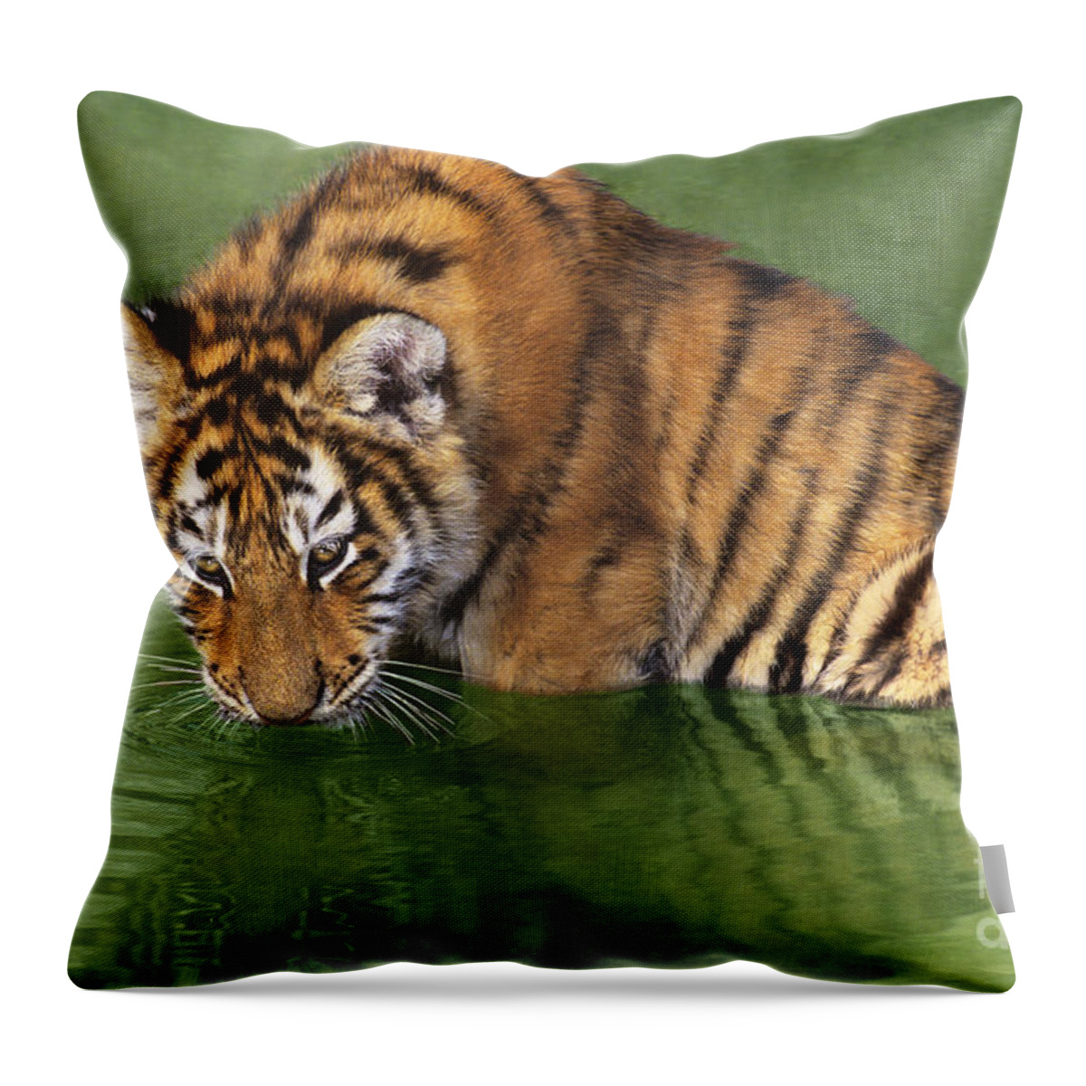 Siberian Tiger Throw Pillow featuring the photograph Siberian Tiger Cub in Pond Endangered Species Wildlife Rescue by Dave Welling