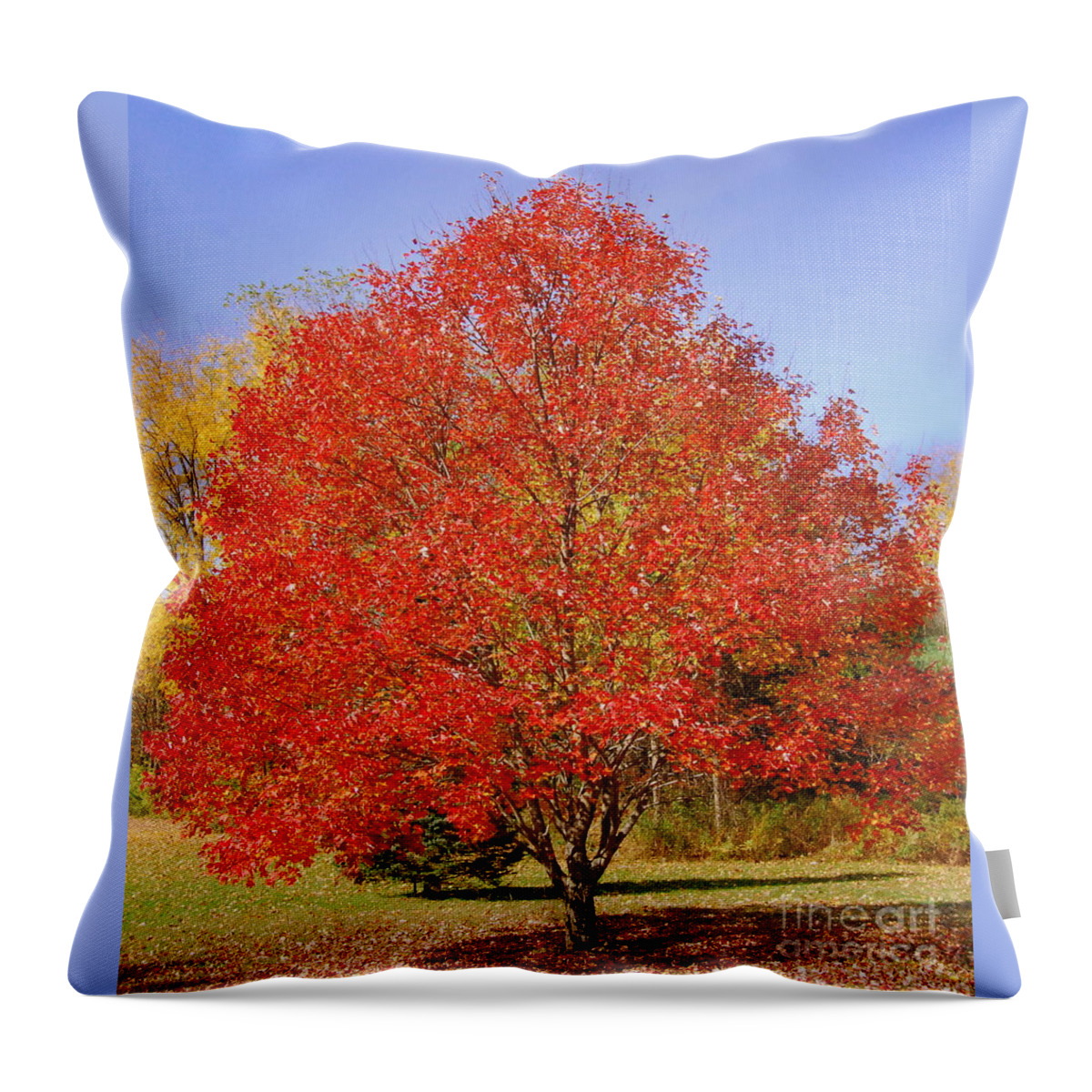 Single Tree Throw Pillow featuring the photograph Single Tree by Eunice Miller