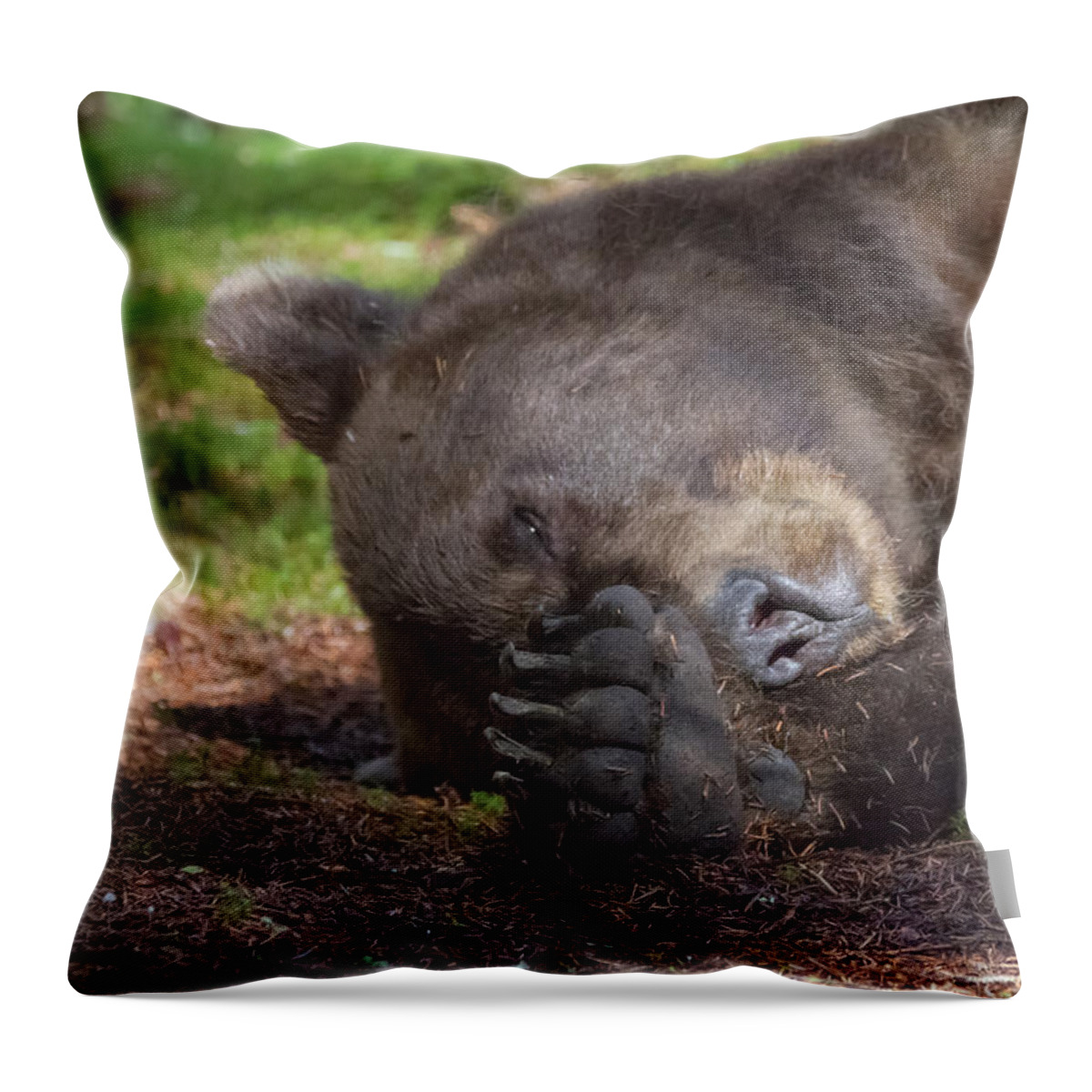 Bear Throw Pillow featuring the photograph Bear Chase Your Dreams by Chris Scroggins