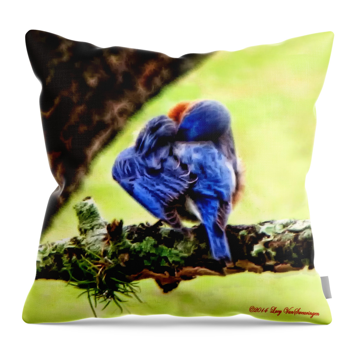 Bluebird Throw Pillow featuring the photograph Sleepy Bluebird by Lucy VanSwearingen