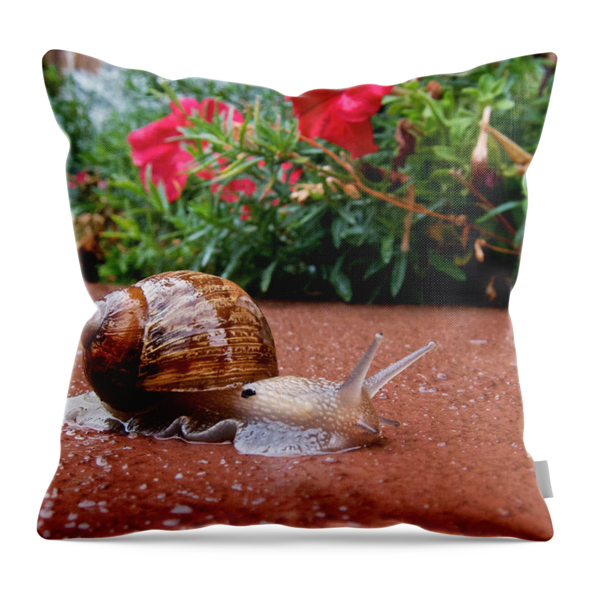 Rain Throw Pillow featuring the photograph Snail in Motion by Mary Lee Dereske