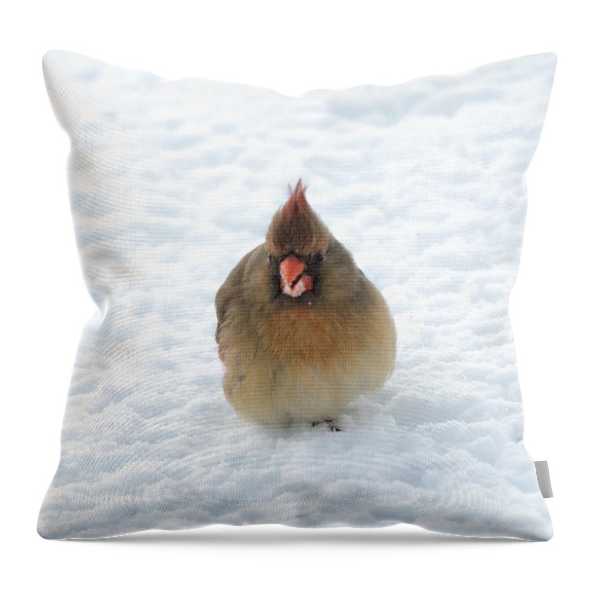 Cardinal Throw Pillow featuring the photograph Snow Beard by Holden The Moment
