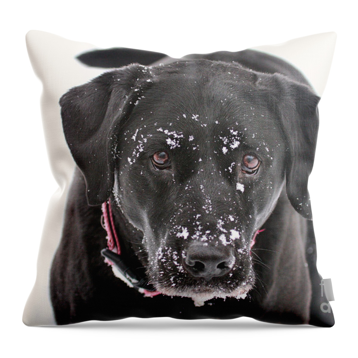 Black Throw Pillow featuring the photograph Snowball by Jayne Carney