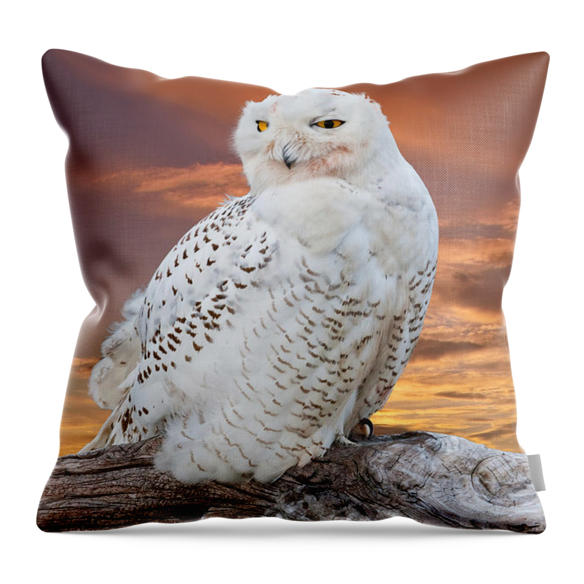 Animal Throw Pillow featuring the photograph Snowy Owl Perched at Sunset by Jeff Goulden