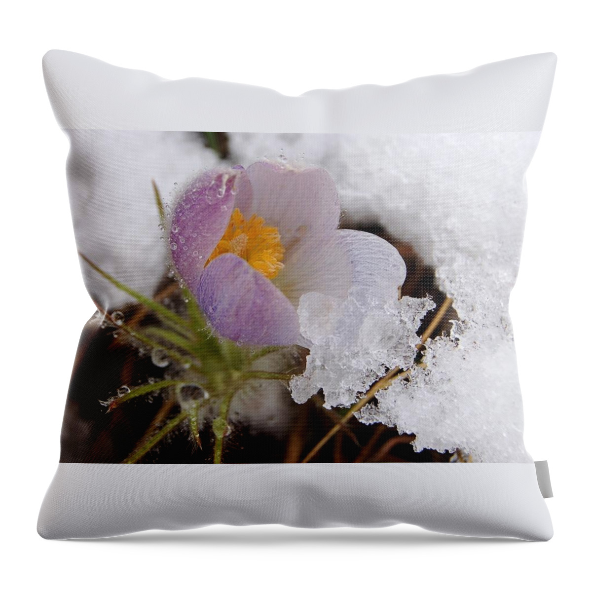 Dakota Throw Pillow featuring the photograph Snowy Pasqueflower by Greni Graph