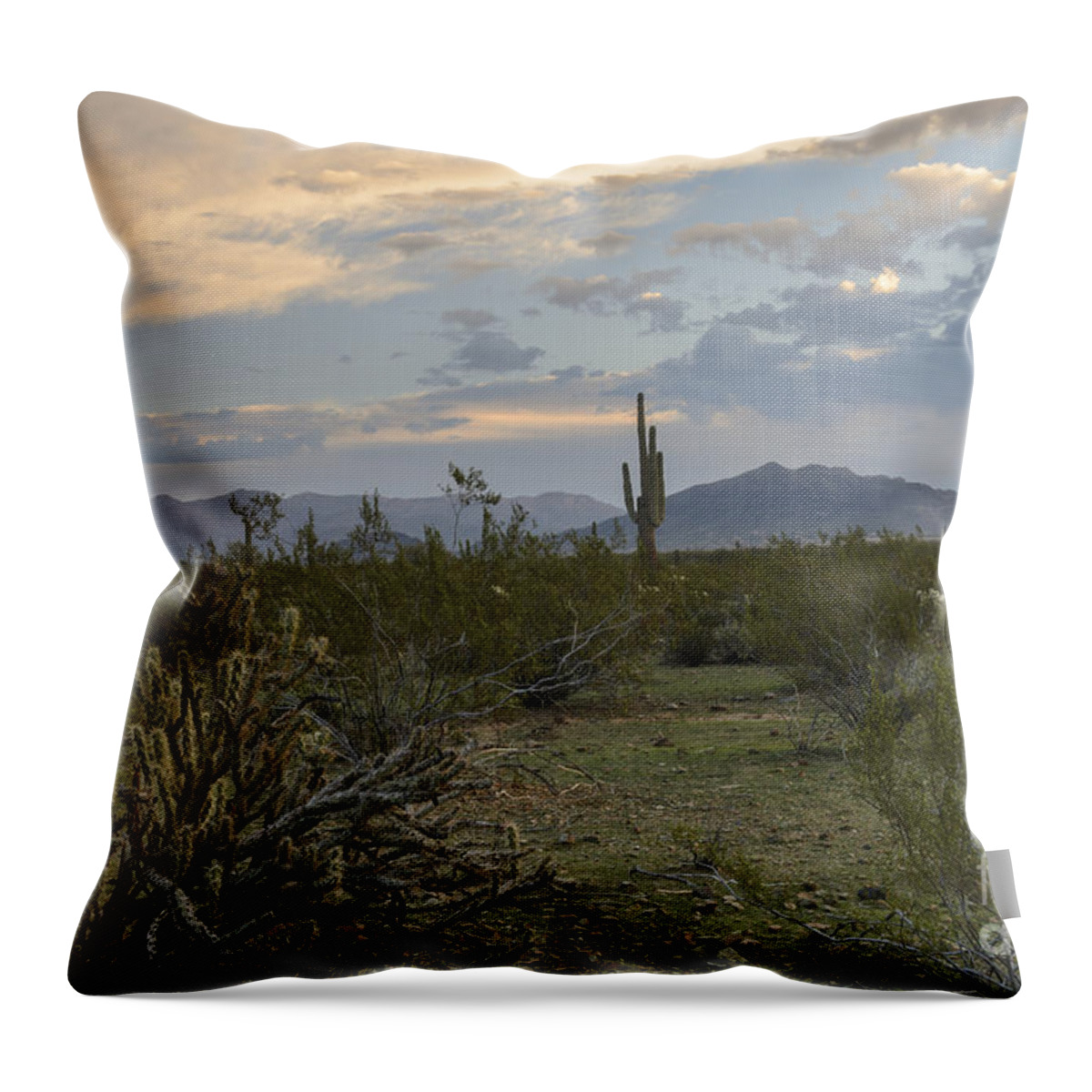 Sonoran Desert Throw Pillow featuring the photograph Sonoran Desert Morning by Tamara Becker