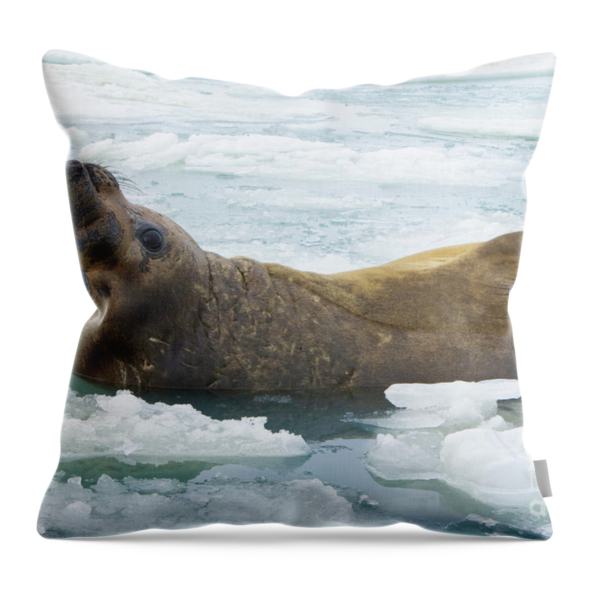 00345893 Throw Pillow featuring the photograph Southern Elephant Seal Reclining by Yva Momatiuk John Eastcott