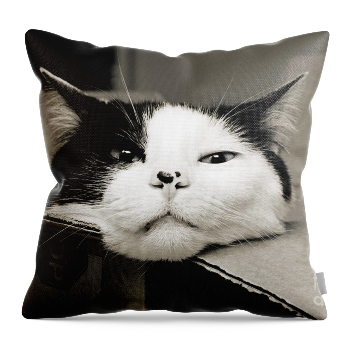 Andee Design Cat Throw Pillow featuring the photograph Special Delivery It's Pepper The Cat by Andee Design