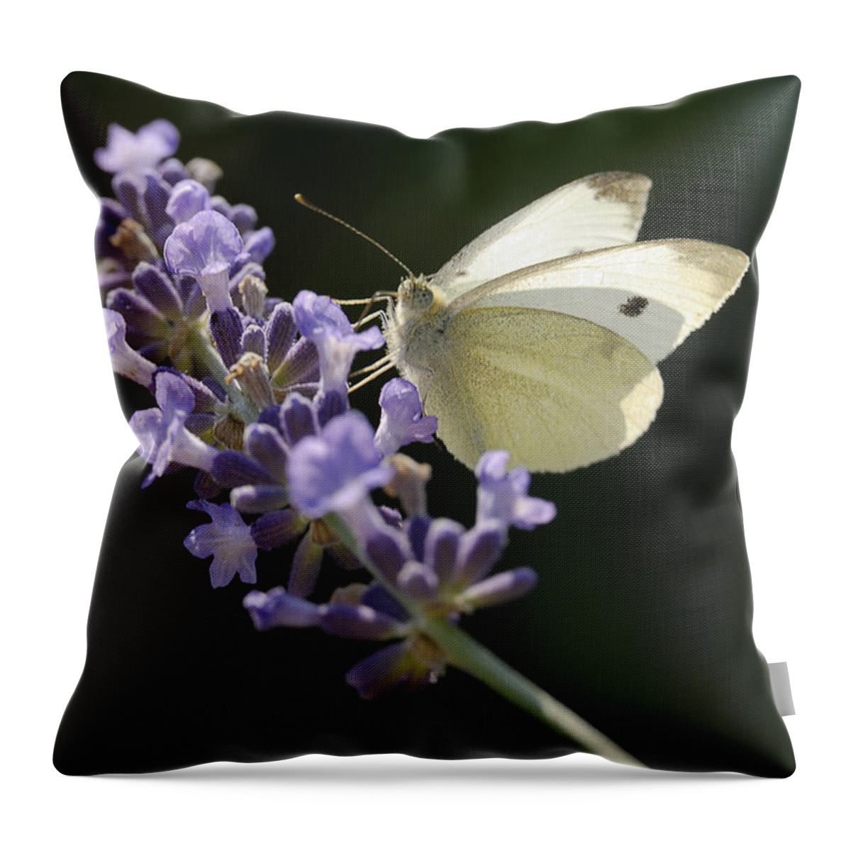 Insect Throw Pillow featuring the photograph Spot by Arthur Fix