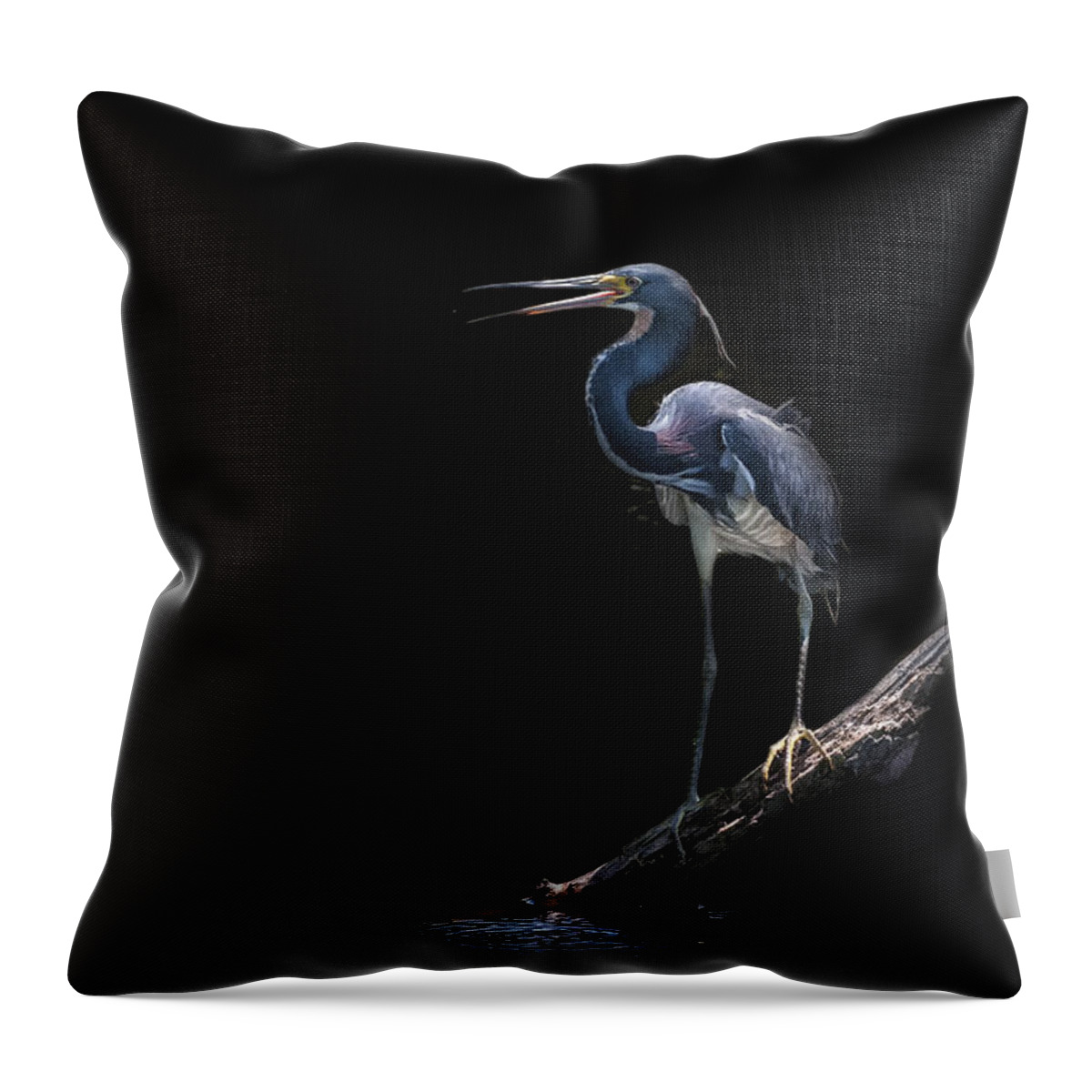 Tricolored Heron Throw Pillow featuring the photograph Spotlight by Ghostwinds Photography