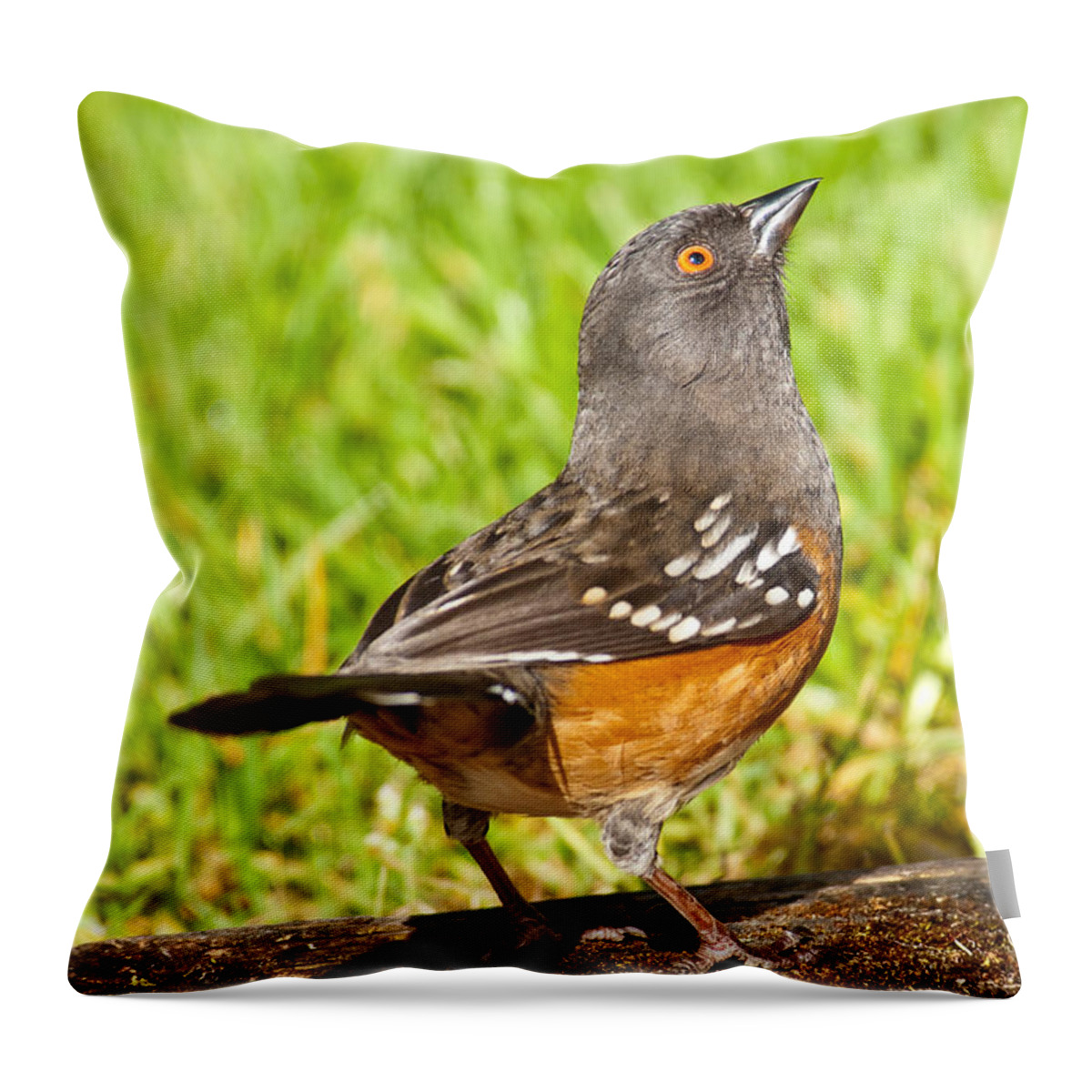 Animal Throw Pillow featuring the photograph Spotted Towhee Looking Up by Jeff Goulden